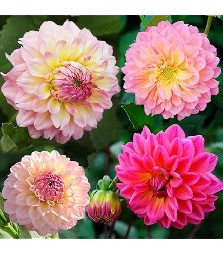 Amazon.co.jp: カフェオレディナープレート ダリア球根、植物、根、花