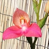 洋蘭 苗木 ディサ 12cm鉢苗 洋ラン 苗 洋らん