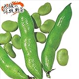 国華園　野菜たね　マメ　河内一寸そら豆　1袋(25ml入)【※発送が国華園からの場合のみ正規品です】