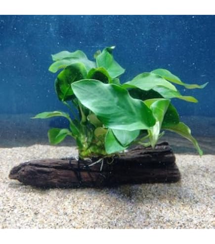 Amazon.co.jp: （水草）ボルビティス ヒュディロティ石付（水中葉