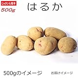じゃがいも 種芋 はるか 500g ジャガイモ