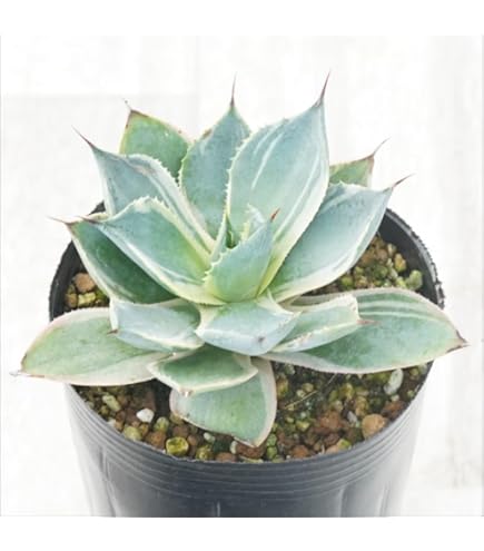 Amazon.co.jp: 多肉植物 吉祥天錦 アガベ パリー ホーチエンシス 10株