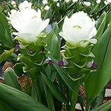 国華園　春植え球根 クルクマ ホワイトピース 3球【※発送が国華園からの場合のみ正規品です】