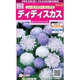 [サカタ　花タネ]レースフラワーミックス：ディディスカスの種　3袋セット ノーブランド品
