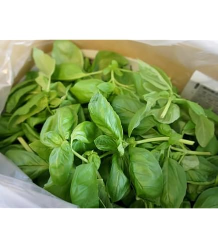 Amazon.co.jp: 国産 スイートバジル 1パック 総量：約25g（目安 17g