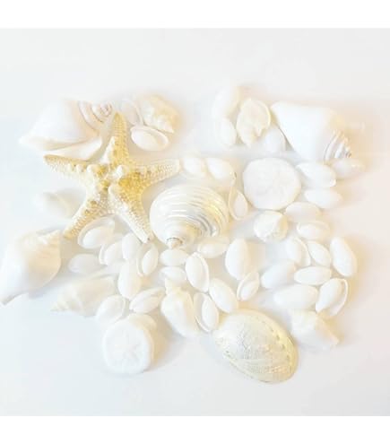 トウカムリガイ＊貝殻＊置物＊インテリア Amazon.co.jp: トウカムリガイ＊貝殻＊置物＊インテリア