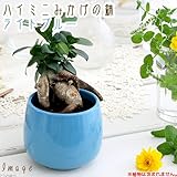 ハイミニみかげの鉢 ライトブルー(φ9.5×H9.0cm)(ハイドロ苗9φに対応)