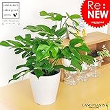 LAND PLANTS ヒメモンステラ 卓上サイズ 5号サイズ