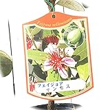 フェイジョア 苗木 マンモス 13.5cmポット苗 3年生苗 フェイジョア 苗
