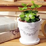 (観葉)ペペロミア ホープ 陶器鉢植え フレグランドラウンドポット(1鉢)(受け皿付) 本州・四国限定[生体]