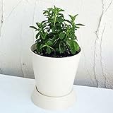 [そのまま楽しめるハーブ鉢植え]ステビア BKFアイボリー4号ポット（鉢皿付き） ノーブランド品