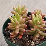 オーロラ 7.5cmポット セダム 福岡県産 多肉植物 多肉 観葉植物 インテリアグリーン 寄せ植えに