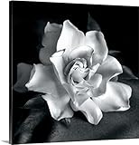 Debra Van Swearingenプレミアムシックラップキャンバス壁アート印刷題名Gardenia 30" x 30" 1988032_24_30x30_none