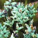 国華園　夏植え球根 ラケナリア ヴィリディフローラ 3球【※発送が国華園からの場合のみ正規品です】