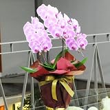 胡蝶蘭 即日配送 3本立 大輪系 ピンク 2L サイズ 送料無料