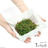 (観葉/苔)ツヤゴケ 1パック分 本州・四国限定[生体]