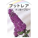【ブッドレア 苗】ブッドレア ナンホーブルー 3年生苗