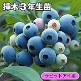 国華園　果樹苗　ラビットアイ系ブルーベリー　フクベリーP　挿木3年生苗　1株【※発送が国華園からの場合のみ正規品です】