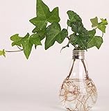 Reynolds Ave 素敵 インテリア 電球 型 フラワーベース 観葉植物 にも (卓上タイプ ２個セット)