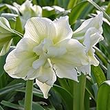 真アマリリス球根、アマリリス球根盆栽花の球根アマリリスRizomas Bulbosバルバドスリリー鉢植えの植木 - 1個の球根1