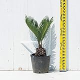 ソテツ 苗 【蘇鉄 （そてつ）】 約0.3m ポット苗