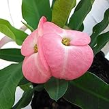 ハナキリン：八福神　ピンク系3.5号ポット 2株セット ノーブランド品