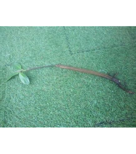 Amazon｜メヒルギ マングローブ 発根あり 苗 観葉植物沖縄 水槽