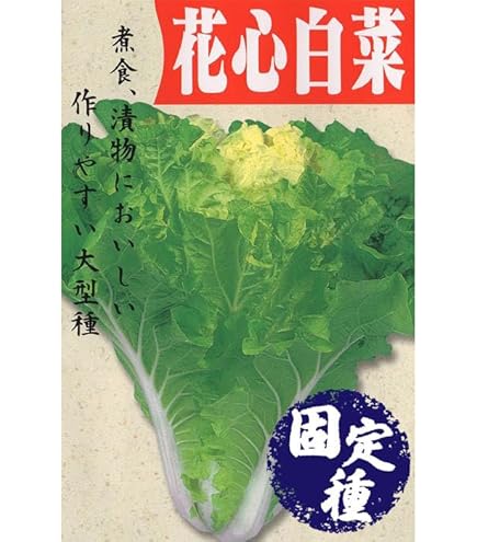 Amazon | 白菜 種 【 花芯白菜 】 種子 小袋（約8ml） | 野菜