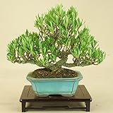 いよじ園 （）細葉実成クチナシ -清誉- 小品盆栽 （いよじ園）