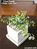 Ficus Pumila / White Cube Pot / フィカス・プミラ / ホワイト キューブポット / インテリア観葉植物 / 鉢植え