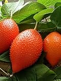 ナンバンカラスウリ Thai Gac Fruit Momordica cochinchinensis Cucurbitaceae 50 Seeds ThailandMrk