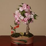 盆栽：桜・長寿梅寄せ(瀬戸焼鉢)*【春に開花】