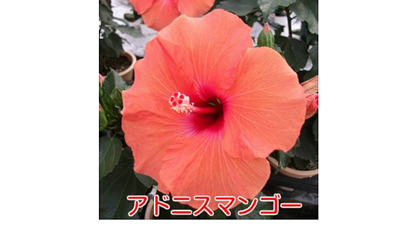 Amazon 1つの花の持ちが違う ハイビスカス ロングライフシリーズ ５号鉢植え アドニスマンゴー 晩秋まで咲き続け毎年楽しめる 花