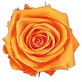 大地農園 プリザーブドフラワー ローズかのんL (8輪入り) フルーティーオレンジ DO005203-351