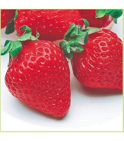 イチゴ　苗 30本　とちおとめ　苺 Amazon.co.jp: ITANSE いちご苗 とちおとめ 3号 6個セット