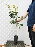 柿 陽豊 樹高1.0m程度 2年生苗