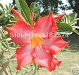 20 SEEDS - フレッシュレア "Orange_V「アデニウムObesum種子 - 盆栽デザートローズフラワー植物の種子*【送料無料】