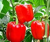 野菜の種赤ピーマンKrasnoye Chudo - レッドミラクル家宝NON-GMO