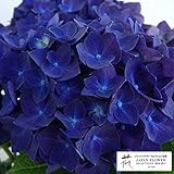 アジサイ[ハイドランジア]：ディープパープル3.5号ポット[JFS受賞の人気品種][花木の苗] ノーブランド品