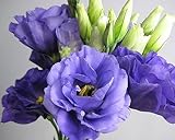 トルコキキョウ 八重 生花 切り花 ムラサキ エクローサなど 5本