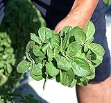 ハーブ 苗 沖縄マンジェリコン プレクトランサス 3号ポット苗