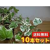 【ノーブランド品】ヘデラ・ヘリックス・グレイシャー長さ30cm前後9cmポット【10本セット】