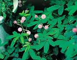 花の種 おじぎ草(オジギソウ)の種 生育の早い早生タイプ 癒しの植物の決定版！