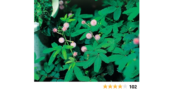 Amazon 花の種 おじぎ草 オジギソウ の種 生育の早い早生タイプ 癒しの植物の決定版 花