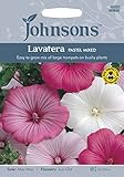 JOVE 英国ジョンソンズシード Lavatera PASTEL MIXED ラヴァテラ・パステル・ミックス
