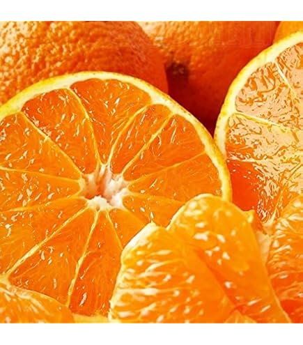 Amazon.co.jp: 『 チャンドラポメロ 』 15cmポット 接木苗 柑橘