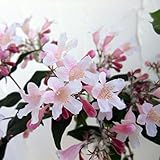 コルクウィッチア：アマビリス3号2株セット[ショウキウツギ・枝垂れ桜のような美しいピンク花！] ノーブランド品