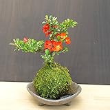 年に数回可憐な花が楽しめます。名前も縁起がいいでしょ？【紅長寿梅（べにちょうじゅばい）の苔玉・三つ足灰器・敷石セット】 (敷石の色（黒石）)