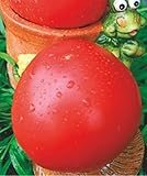 赤いトマト種子Tayana有機栽培されたロシアの家宝NON-GMO