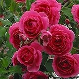 バラ苗 【パレード （CL） 返り咲き】 2年生接木大苗 （スリット鉢）